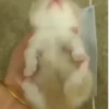 Gatos 29