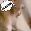 🐒 Macaco | Deboche Sincerão 9