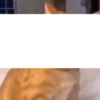 Beijo de gato 21