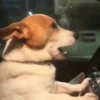 Cats and dogs 6
