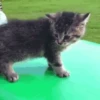 🐱🔖Gatitos Mov🐈♥ 18
