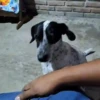 Cats and dogs 19
