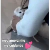 Gatos fofinhos 20