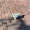 Patos 7