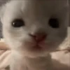 Gatos 😺/⁠ᐠ⁠｡⁠ꞈ⁠｡⁠ᐟ⁠\ 11