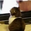 Gatíneos 🐈 16