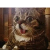Funny Animals 10