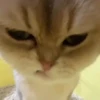 ANIMALITOS 2 🥺😍 22