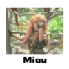 Miau