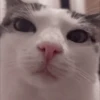 ANIMALITOS 2 🥺😍 12