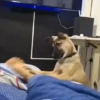 Cats and dogs 11