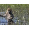 Funny Animals 16
