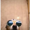 Simon perro bailarin 11