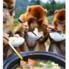 🐒 Macaco | Deboche Sincerão 19