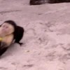 🐒 Macaco | Deboche Sincerão 24