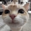 Gatos 😺/⁠ᐠ⁠｡⁠ꞈ⁠｡⁠ᐟ⁠\ 18
