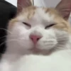 Котики для чата 🐾💬 20