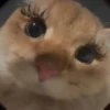 ANIMALITOS 2 🥺😍 23