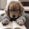 Animal funny 11