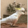 ZEZÉ CACATUA 💛 8