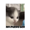 Gatos responden 🐱🌟 7