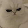 Котики для чата 🐾💬 8