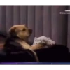Gran Hermano Chile 14