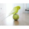 Funny Animals 23
