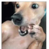 Funny Animals 13