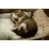 Memes gatitos 22