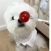 🧿 Cachorro fantasiado 🏴‍☠️🐕 10