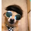 Simon perro bailarin 21
