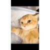 Animated stickers 15