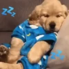 Perritos 🐕 10