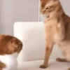 😽 Gatitos Que Necesitas 😻 7
