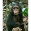 Lucu, Meme 14