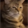 AaAaAa  10