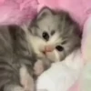 Gatos fofinhos 28