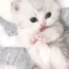 🐱Michitos randoms🐱 15