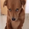 😛 Animaditos Random 2 🤪 10