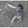 Macaquinho vida Loka 🫨 12