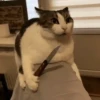 GATITOS 😸 9