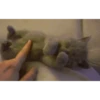 Memes gatitos 15