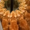 😻🐈‍⬛ Cats 5 M Tiktok 📱 11