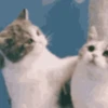 Reações de animais de estimação 5