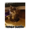 Gatos responden 🐱🌟 6