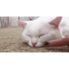 Memes gatitos 13