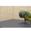 Funny Animals 14
