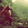 Macacos 5