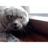 Memes gatitos 14